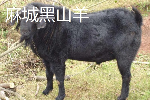 南方适合养什么肉羊品种，推荐波尔山羊、南疆黄羊等