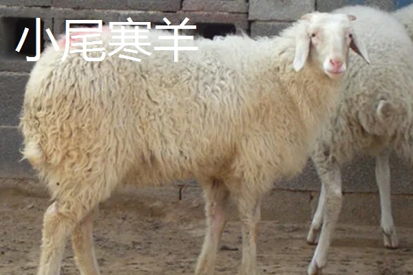 南方适合养什么肉羊品种，推荐波尔山羊、南疆黄羊等