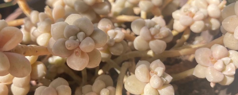 怎么修剪长高的多肉，摘除主干顶端的芽尖可促进侧芽生长