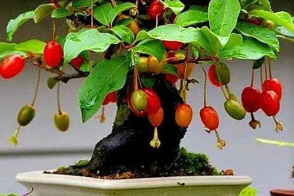 杈杷果能在家里种吗，可以在家里种植