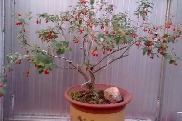 杈杷果能在家里种吗，可以在家里种植