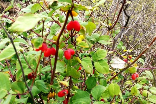 杈杷果能在家里种吗，可以在家里种植