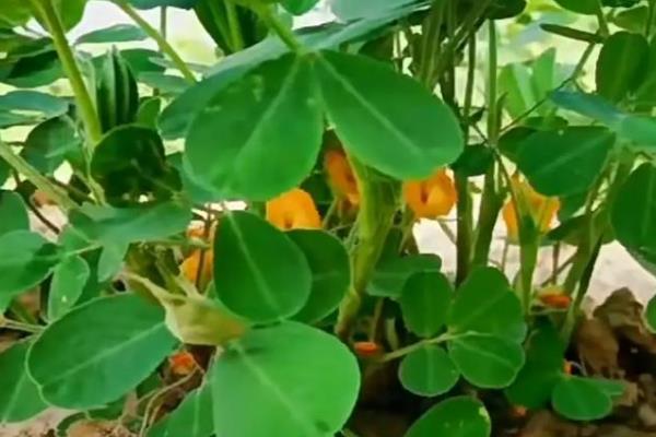 花育25花生种简介，生育期为129天