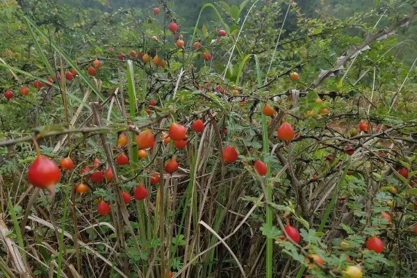 杈杷果能在家里种吗，可以在家里种植