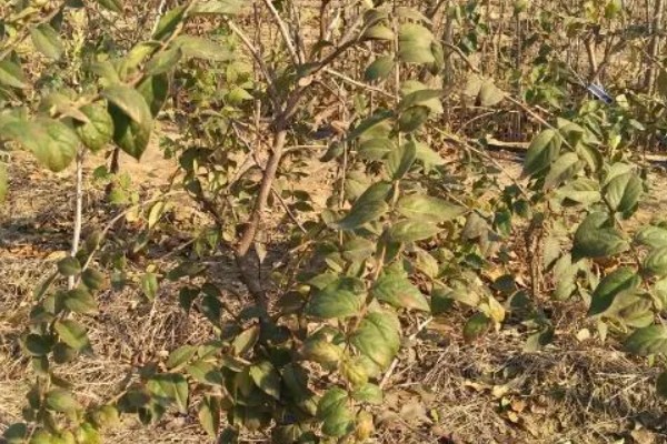 杈杷果能在家里种吗，可以在家里种植