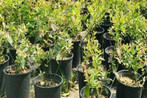 杈杷果能在家里种吗，可以在家里种植