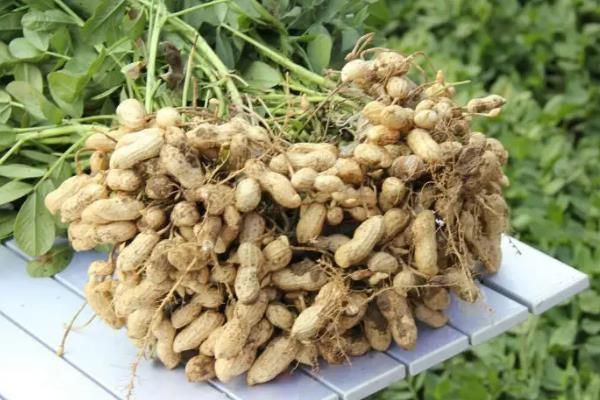 花育25花生种简介，生育期为129天