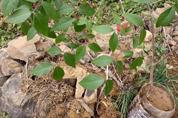 杈杷果能在家里种吗，可以在家里种植