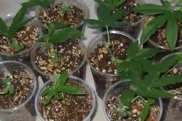 山竹树苗的育苗方式，可扦插、嫁接或压条繁殖