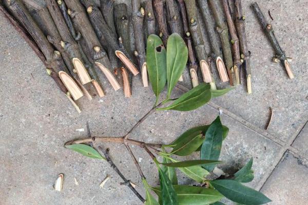 山竹树苗的育苗方式，可扦插、嫁接或压条繁殖