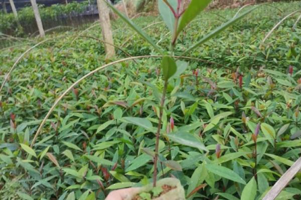 山竹树苗的育苗方式，可扦插、嫁接或压条繁殖