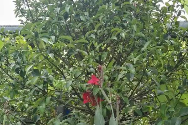 山竹树苗的育苗方式，可扦插、嫁接或压条繁殖