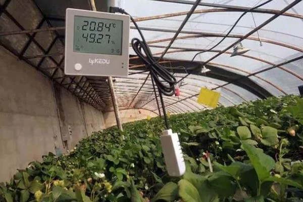 大棚蔬菜的除草技术，可以覆盖黑色地膜来防草