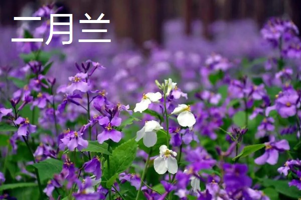 春天常见的花，有二月兰、郁金香等