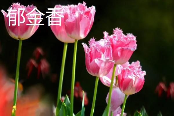 春天常见的花，有二月兰、郁金香等