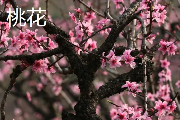 春天常见的花，有二月兰、郁金香等