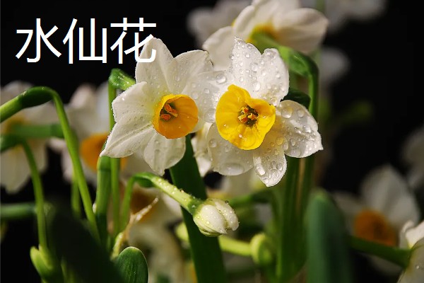 春天常见的花，有二月兰、郁金香等