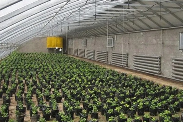 大棚蔬菜的除草技术，可以覆盖黑色地膜来防草