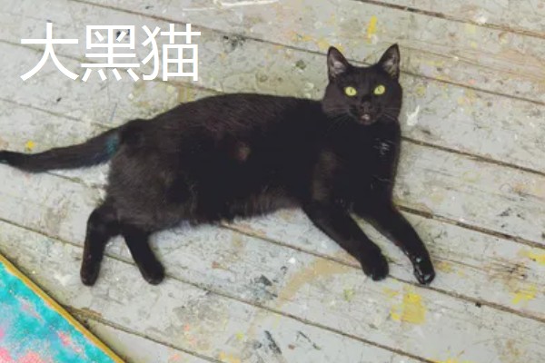 黄鼠狼晚上怕灯光吗，黄鼠狼畏惧光