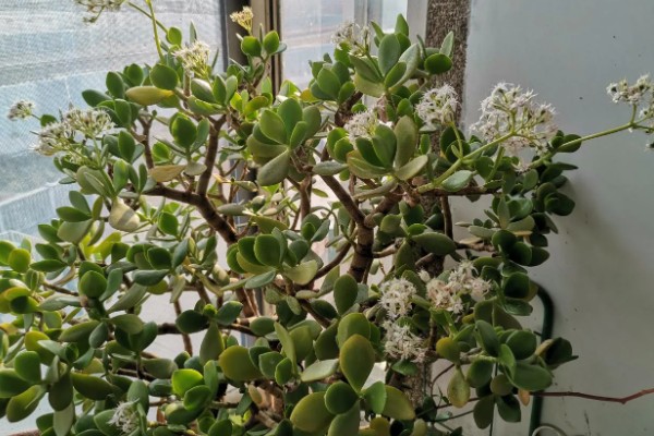 家里养玉树的寓意,寓意美好