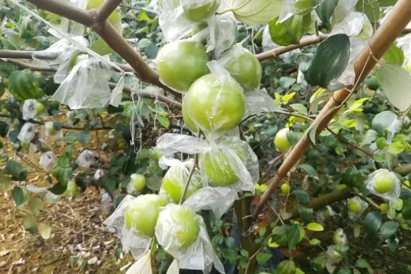 青枣的施肥技术，在生产时要多施钾肥