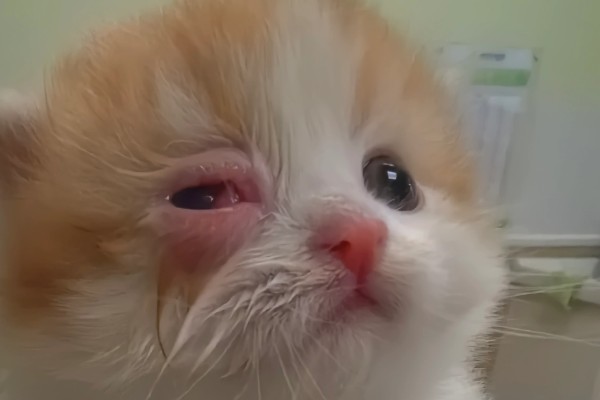 什么是结膜炎，即为结膜发炎