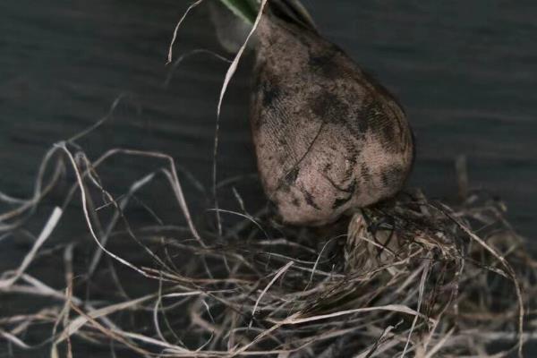 为什么水仙只长叶子不开花,可能是长期在阴暗环境中所