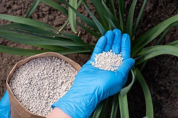 为什么水仙只长叶子不开花,可能是长期在阴暗环境中所