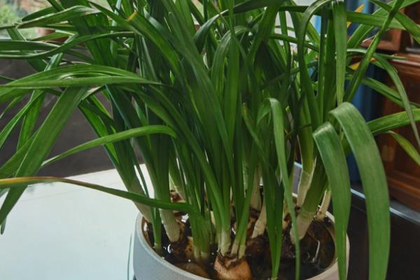 为什么水仙只长叶子不开花,可能是长期在阴暗环境中所