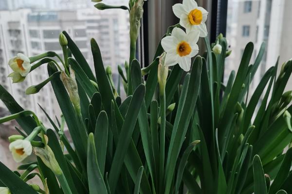 为什么水仙只长叶子不开花,可能是长期在阴暗环境中所