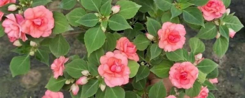 水梅花花骨朵不开就落了的原因，可能是土壤板结所致