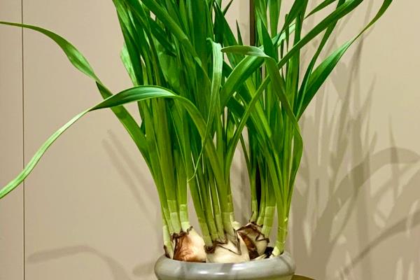 为什么水仙只长叶子不开花,可能是长期在阴暗环境中所