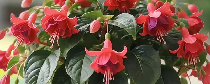 宝莲灯花期能施肥吗，花期可以施肥