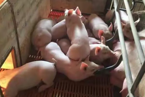 冬季仔猪的饲养管理方法，要注意防寒保暖
