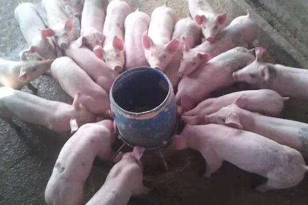 冬季仔猪的饲养管理方法，要注意防寒保暖