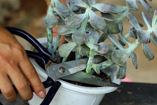 怎么修剪长高的多肉，摘除主干顶端的芽尖可促进侧芽生长