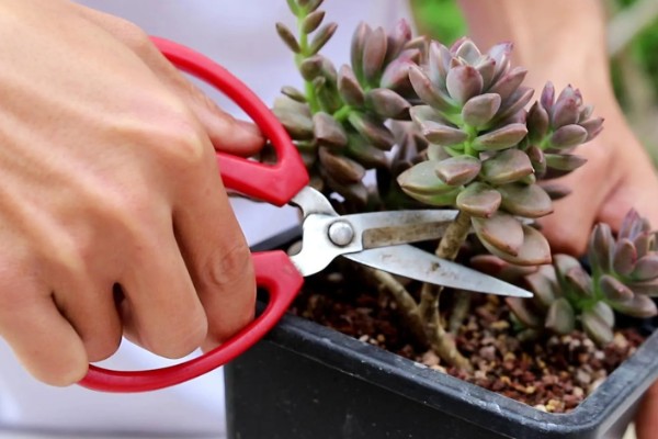 怎么修剪长高的多肉，摘除主干顶端的芽尖可促进侧芽生长