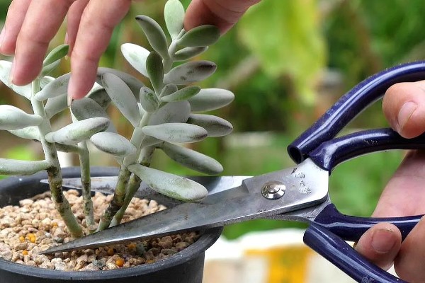 怎么修剪长高的多肉，摘除主干顶端的芽尖可促进侧芽生长