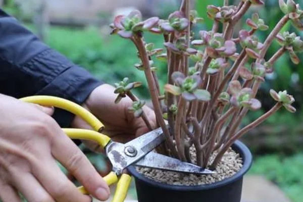 怎么修剪长高的多肉，摘除主干顶端的芽尖可促进侧芽生长