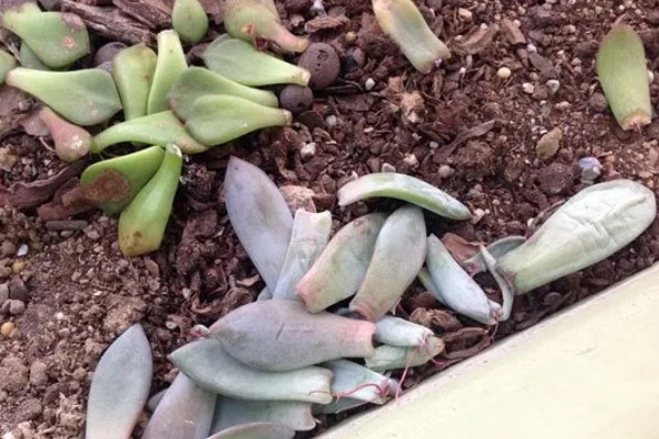 怎么修剪长高的多肉，摘除主干顶端的芽尖可促进侧芽生长