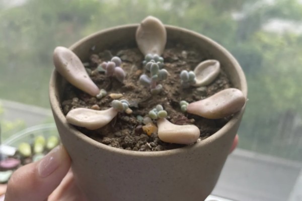 怎么修剪长高的多肉，摘除主干顶端的芽尖可促进侧芽生长