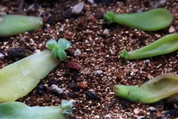 怎么修剪长高的多肉，摘除主干顶端的芽尖可促进侧芽生长