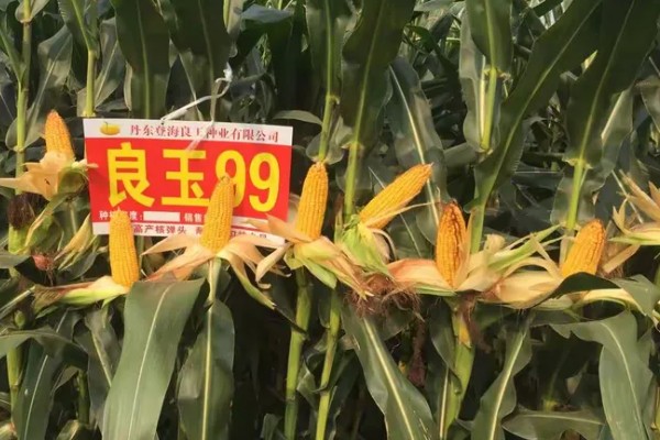 良玉99在黄淮海的产量表现，平均亩产量为722.7kg