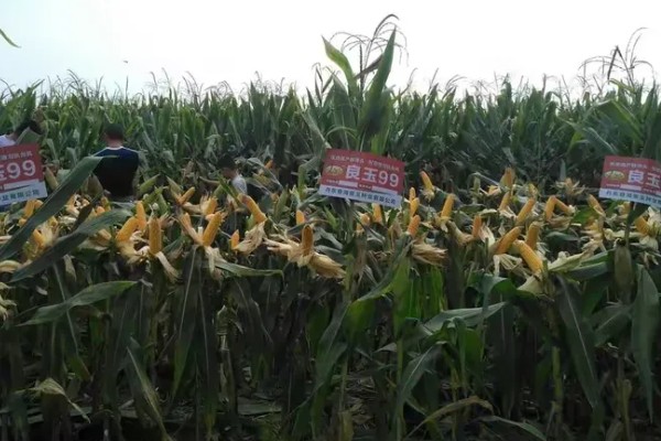 良玉99在黄淮海的产量表现，平均亩产量为722.7kg