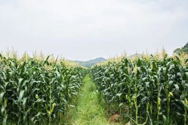 良玉99在黄淮海的产量表现，平均亩产量为722.7kg