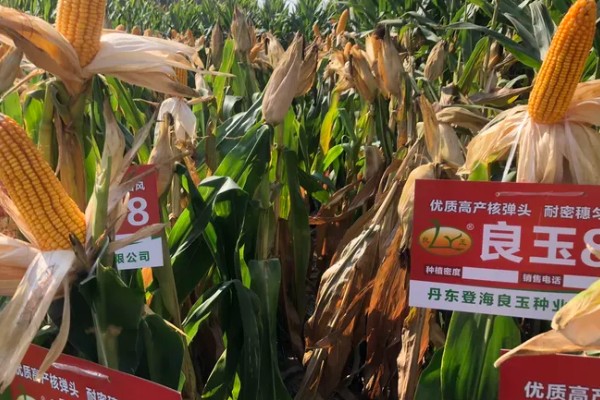 良玉99在黄淮海的产量表现，平均亩产量为722.7kg