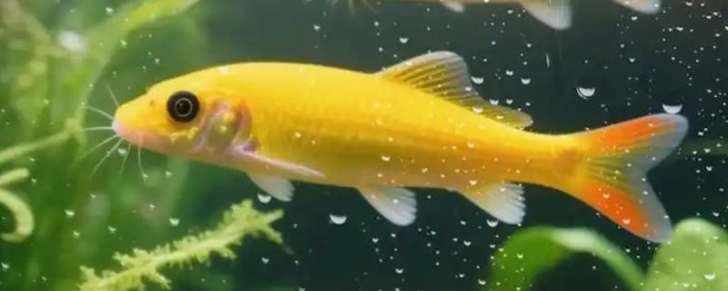 金苔鼠鱼喂食的方法，有水藻的话可以不投喂食物