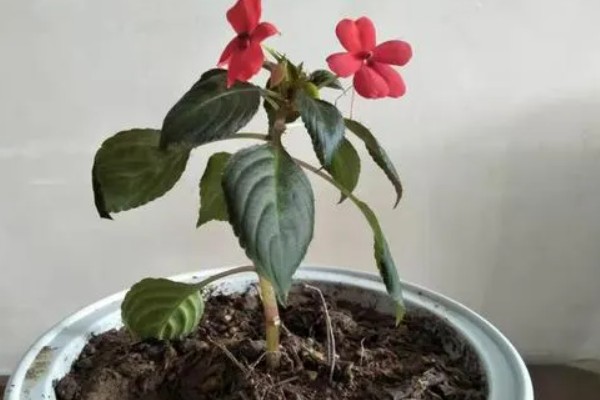 水梅花花骨朵不开就落了的原因，可能是土壤板结所致