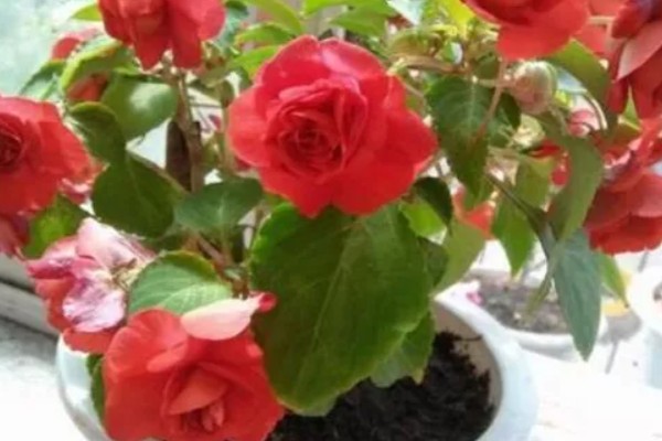 水梅花花骨朵不开就落了的原因，可能是土壤板结所致