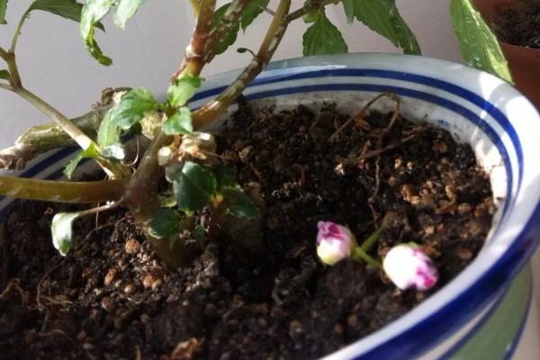 水梅花花骨朵不开就落了的原因，可能是土壤板结所致